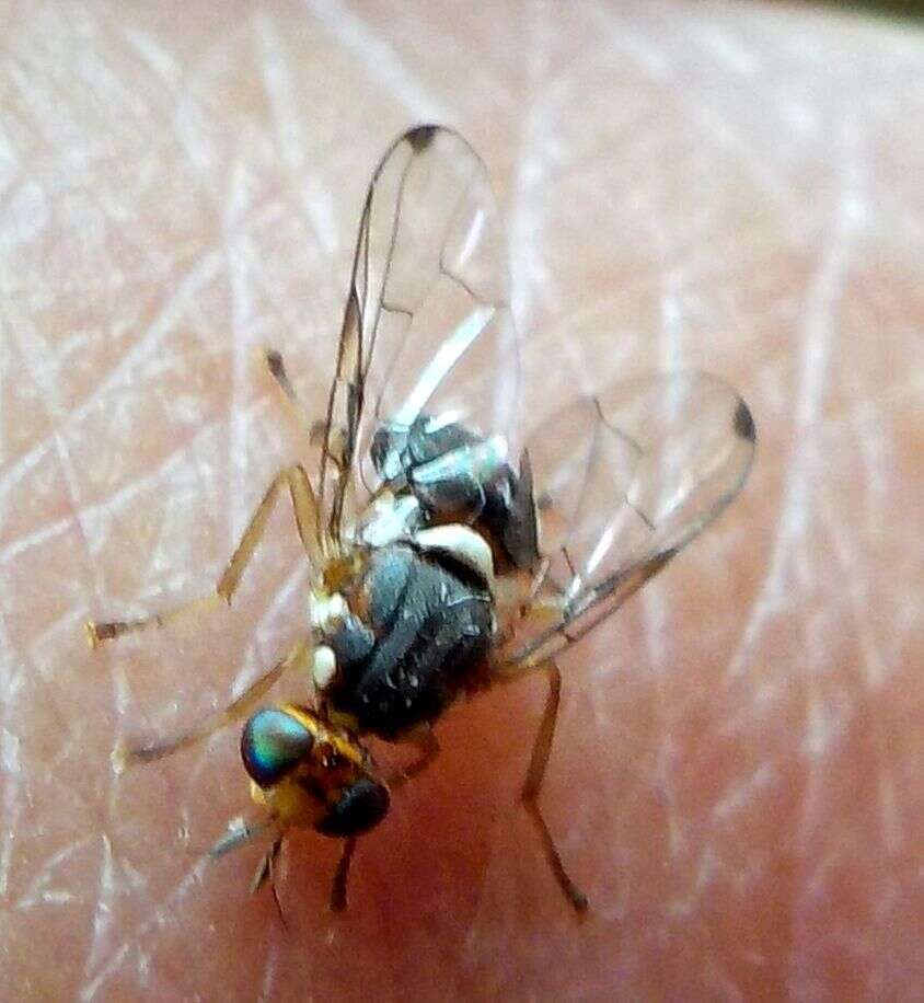 Image of Olive Fruit Fly