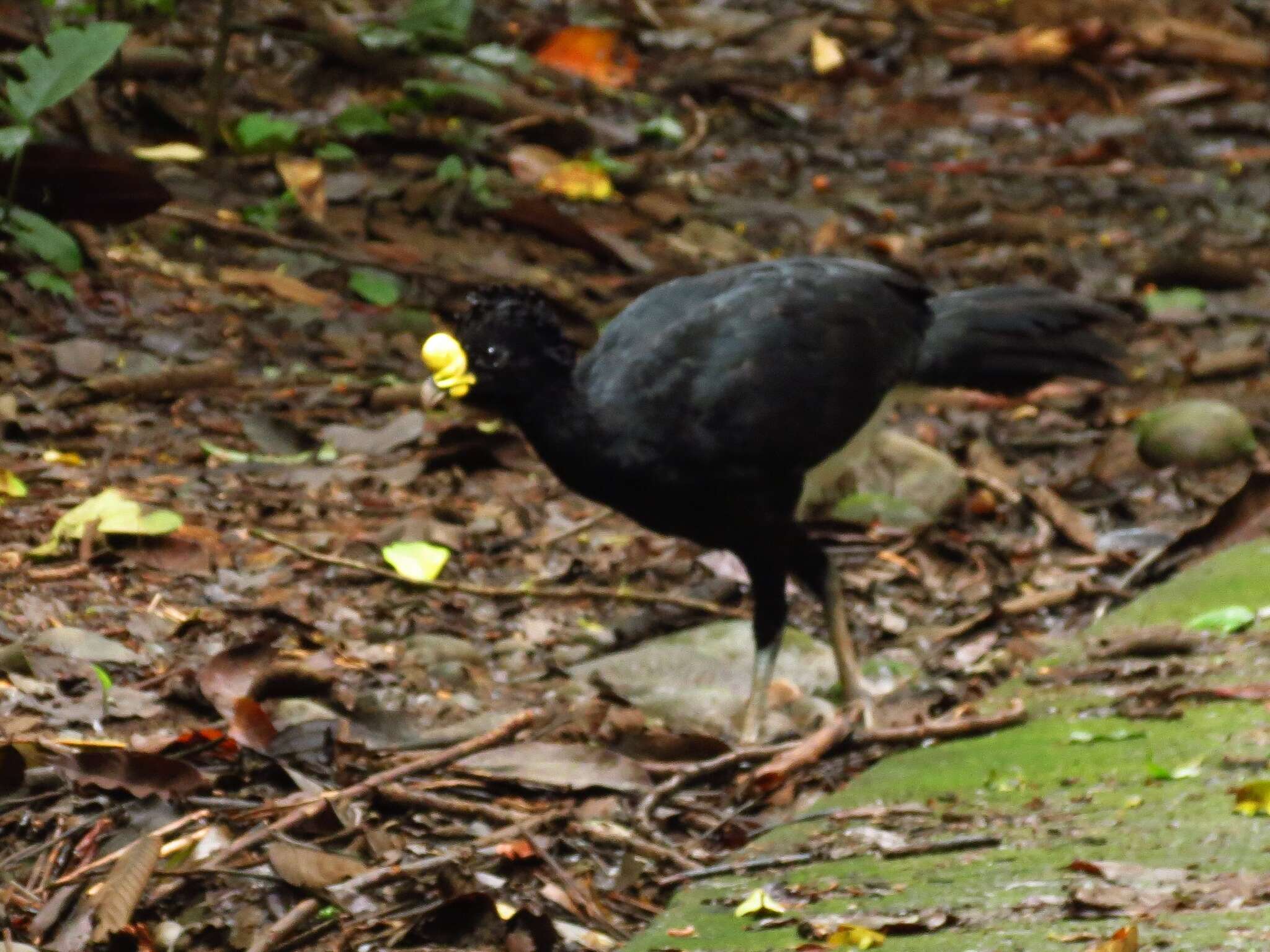 Image of Great Curassow