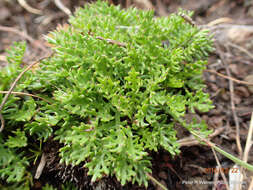 Image of Ursinia alpina N. E. Br.