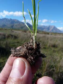 Isoetes stellenbossiensis A. V. Duthie的圖片