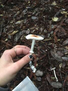 Image of Lepiota rubrotinctoides Murrill 1912