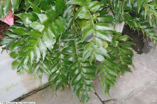 Image of Japanese netvein hollyfern