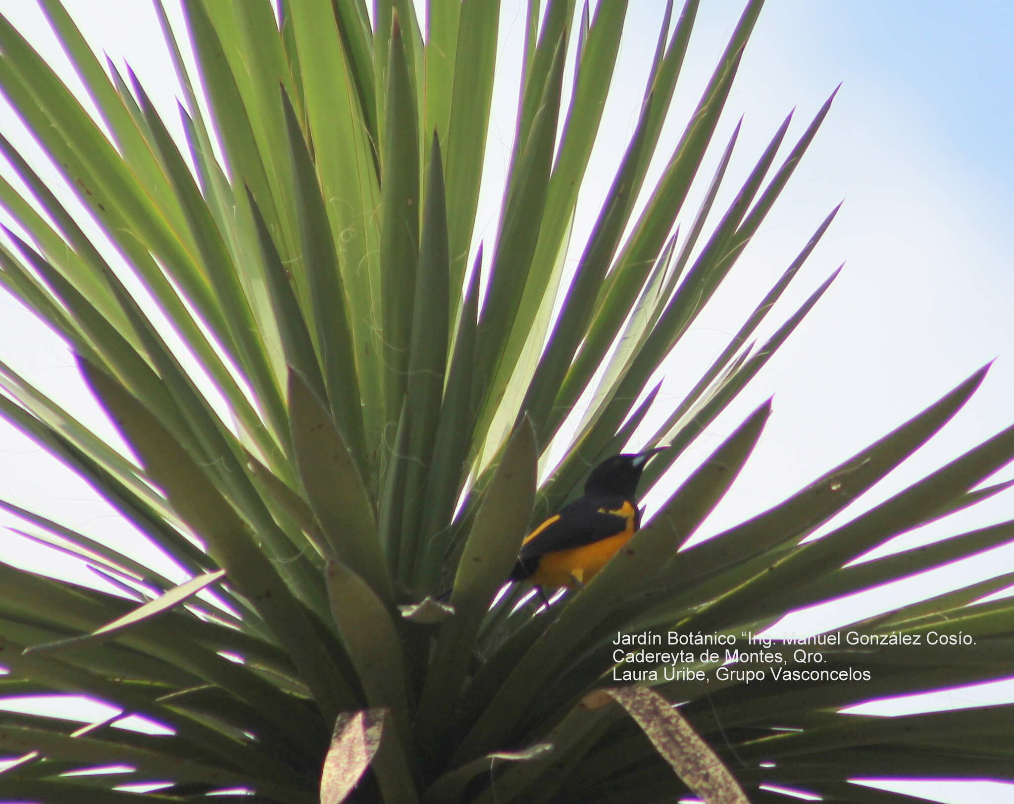 Image of Black-vented Oriole