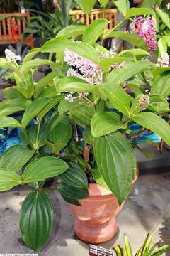 Imagem de Medinilla magnifica Lindl.