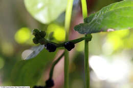 Image of Climbing nightshade