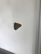 Image of Xami Hairstreak