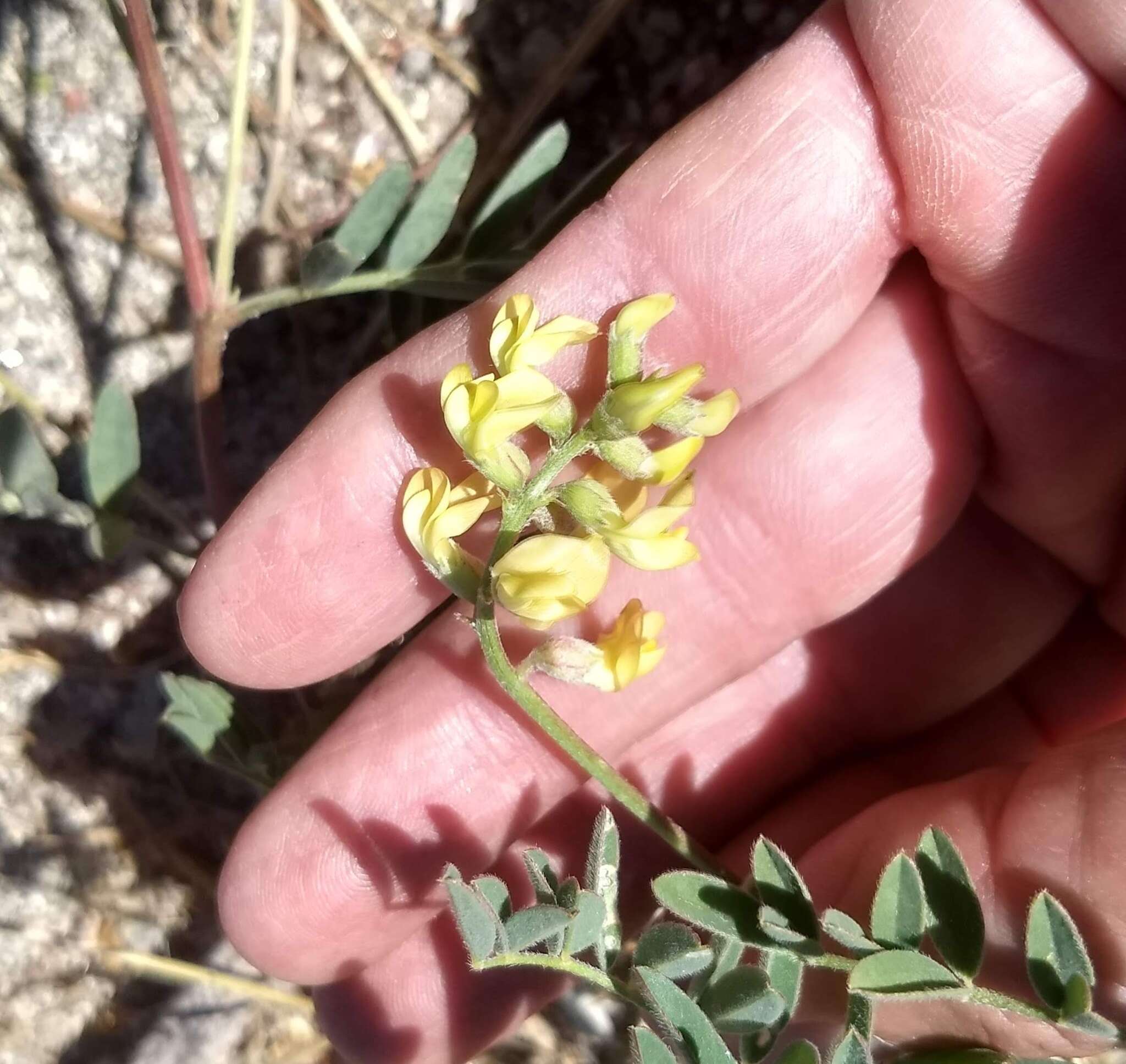 Astragalus douglasii var. parishii (A. Gray) M. E. Jones resmi