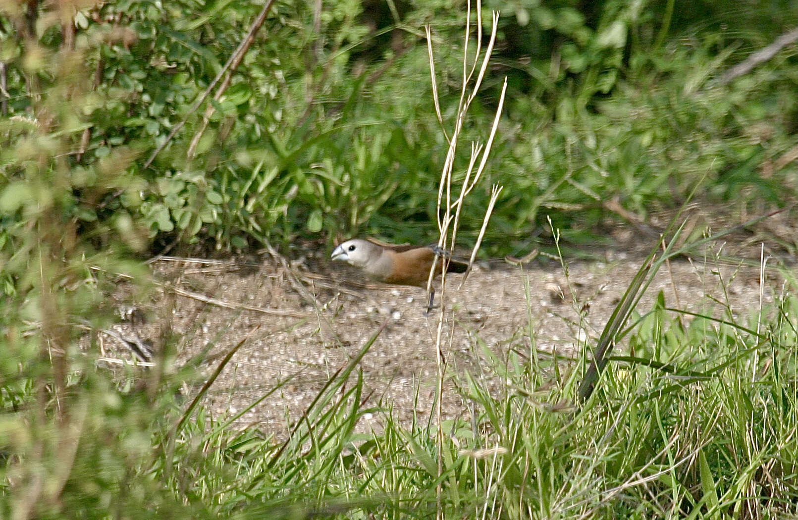 Image of Pale-headed Munia