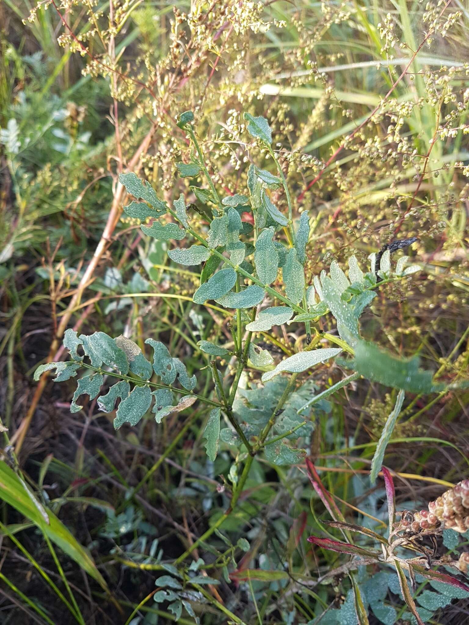 Image de <i>Corethrodendron fruticosum</i>