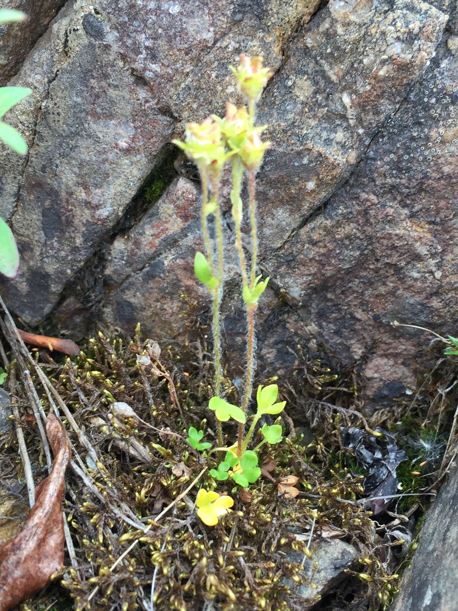 صورة Saxifraga hyperborea R. Br.