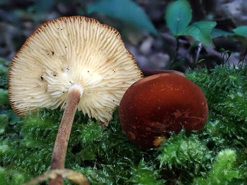 Image of Marasmius croceus G. Stev. 1964