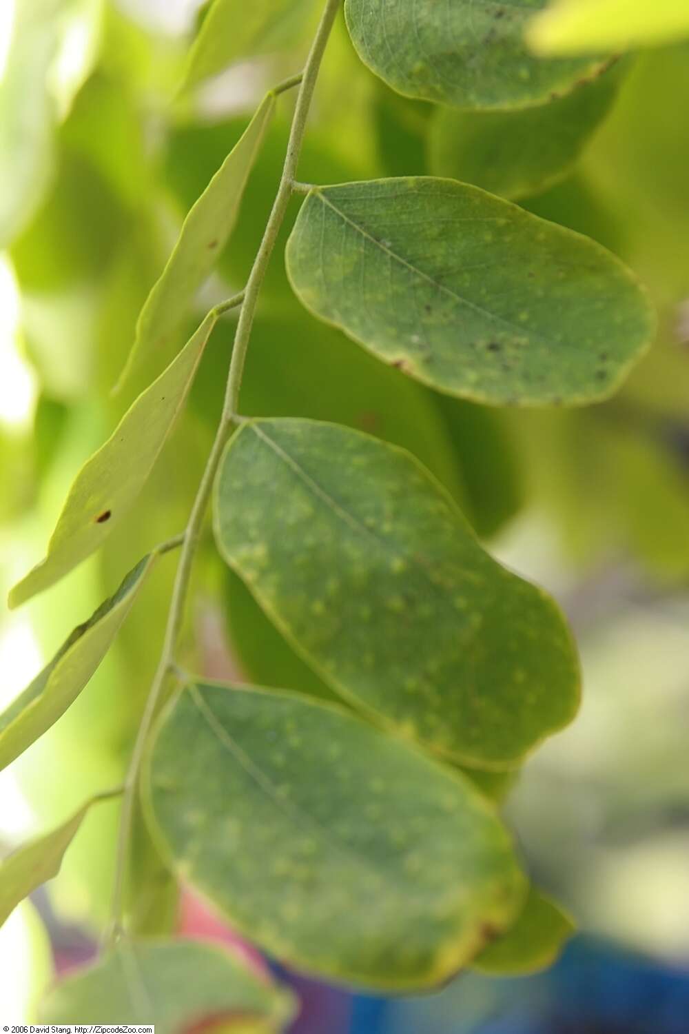 Image de Dalbergia retusa Hemsl.