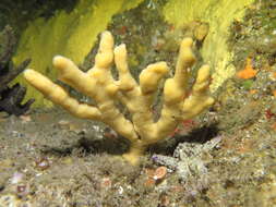 Image of branching sponge