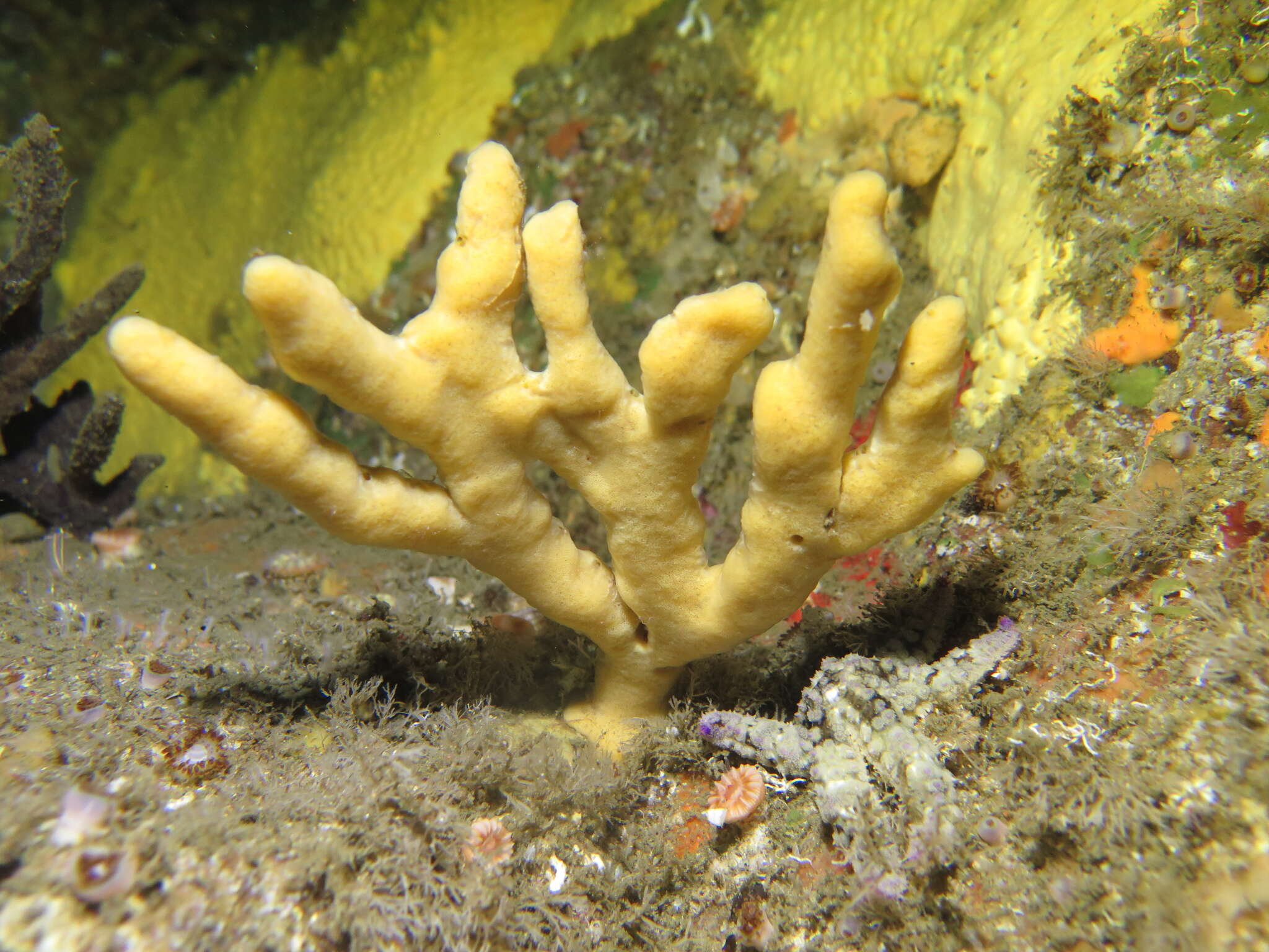 Image de Axinella dissimilis (Bowerbank 1866)