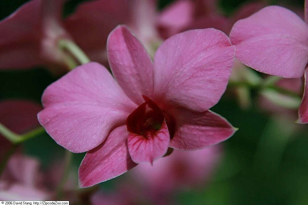 Dendrobium bigibbum Lindl. resmi