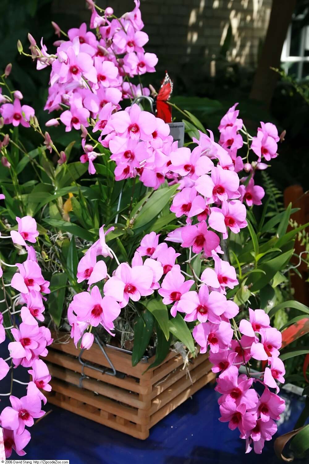 Dendrobium bigibbum Lindl. resmi