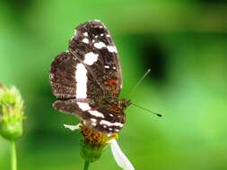 Image of Castilia myia Hewitson 1864