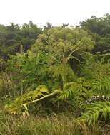 Image of Angelica lignescens