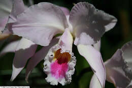 Imagem de Cattleya gaskelliana (N. E. Br.) B. S. Williams