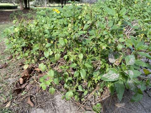 Image de Acalypha setosa A. Rich.