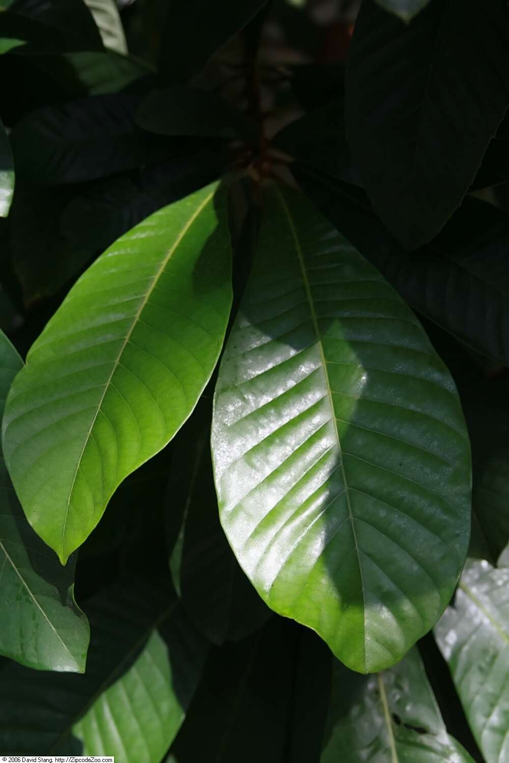 Image of mammee sapote