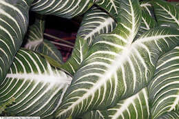 Image of Caladium lindenii (André) Madison