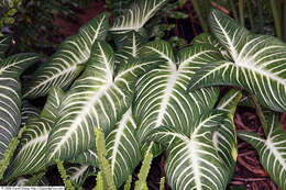 Image of Caladium lindenii (André) Madison