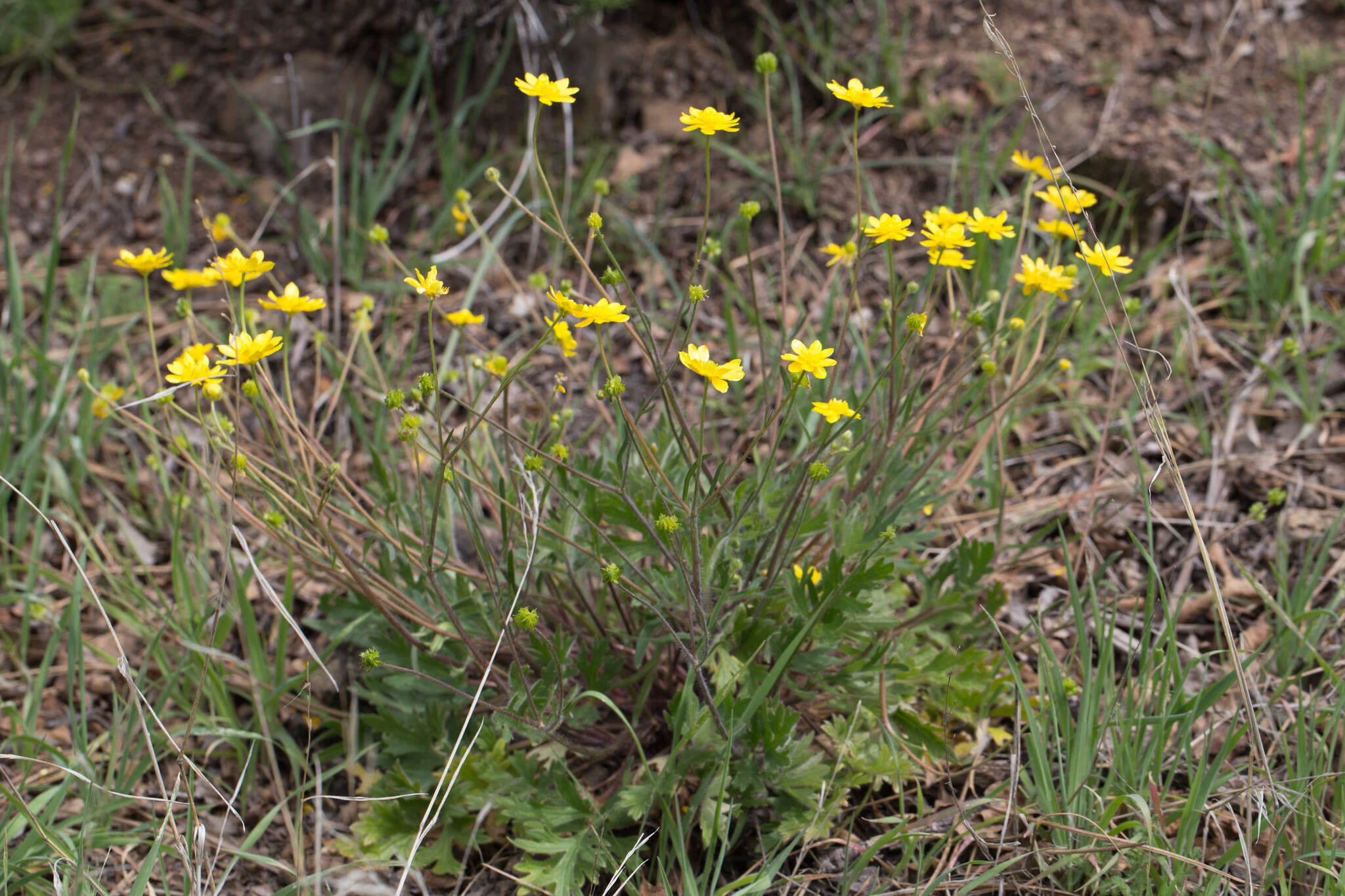 Image of Sacramento Valley Buttercup