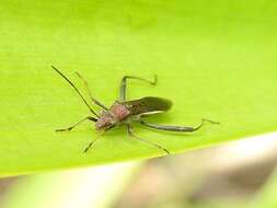 Imagem de Melanacanthus margineguttatus Distant 1911