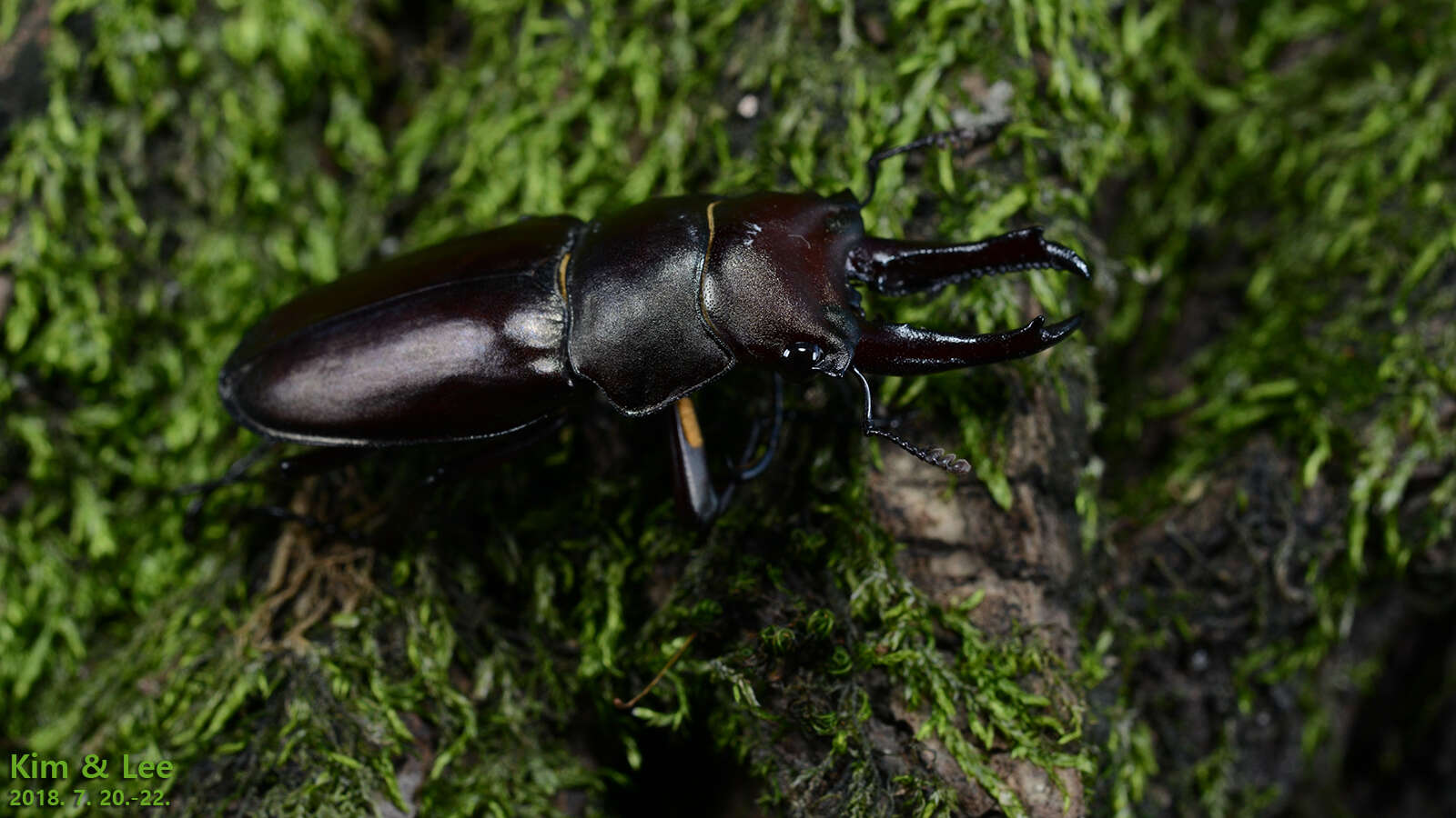 Imagem de Prismognathus dauricus Motschulsky 1860