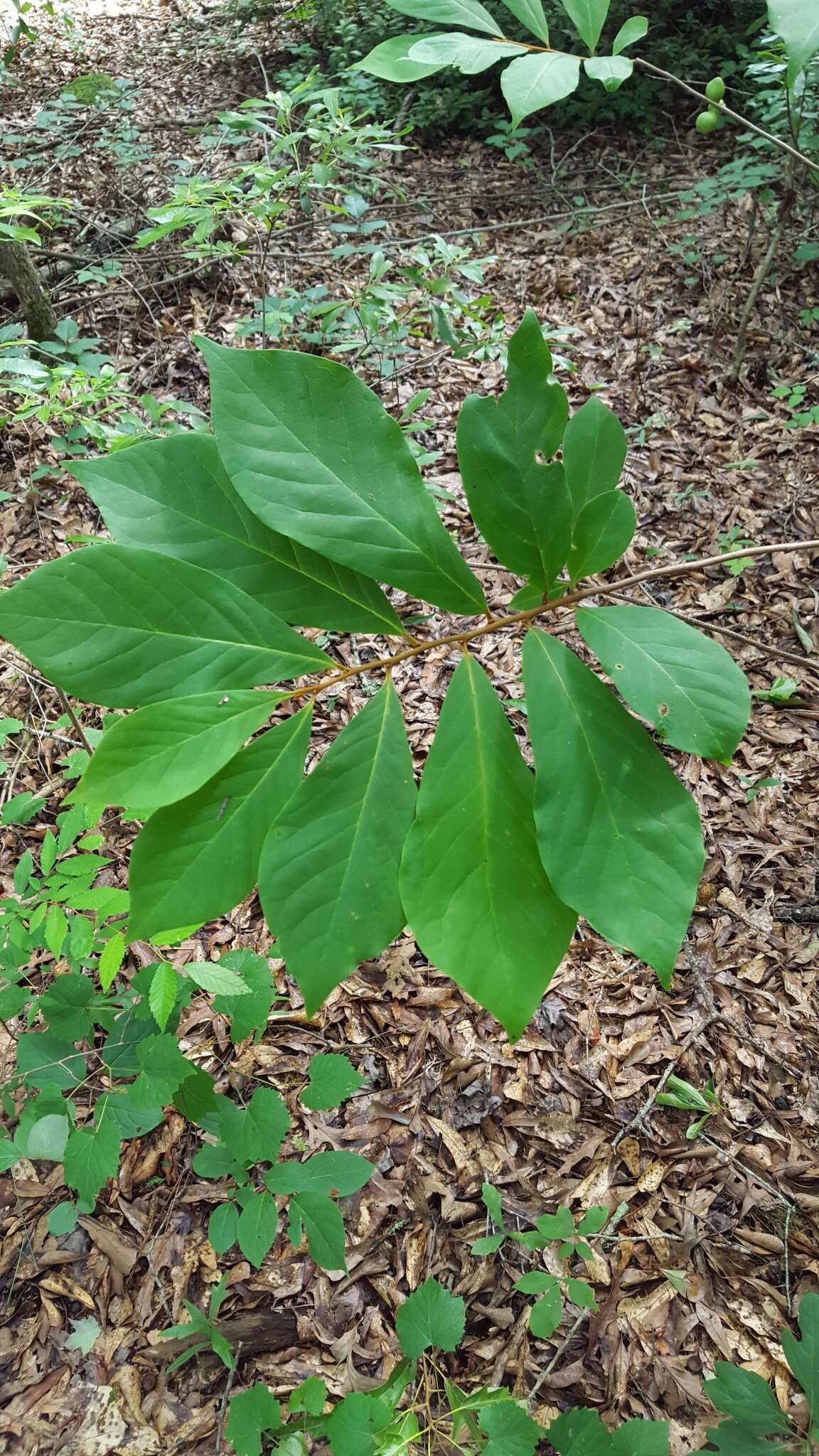 Image of Small-Flower Pawpaw