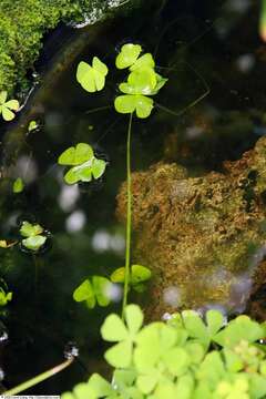 Image of villous waterclover