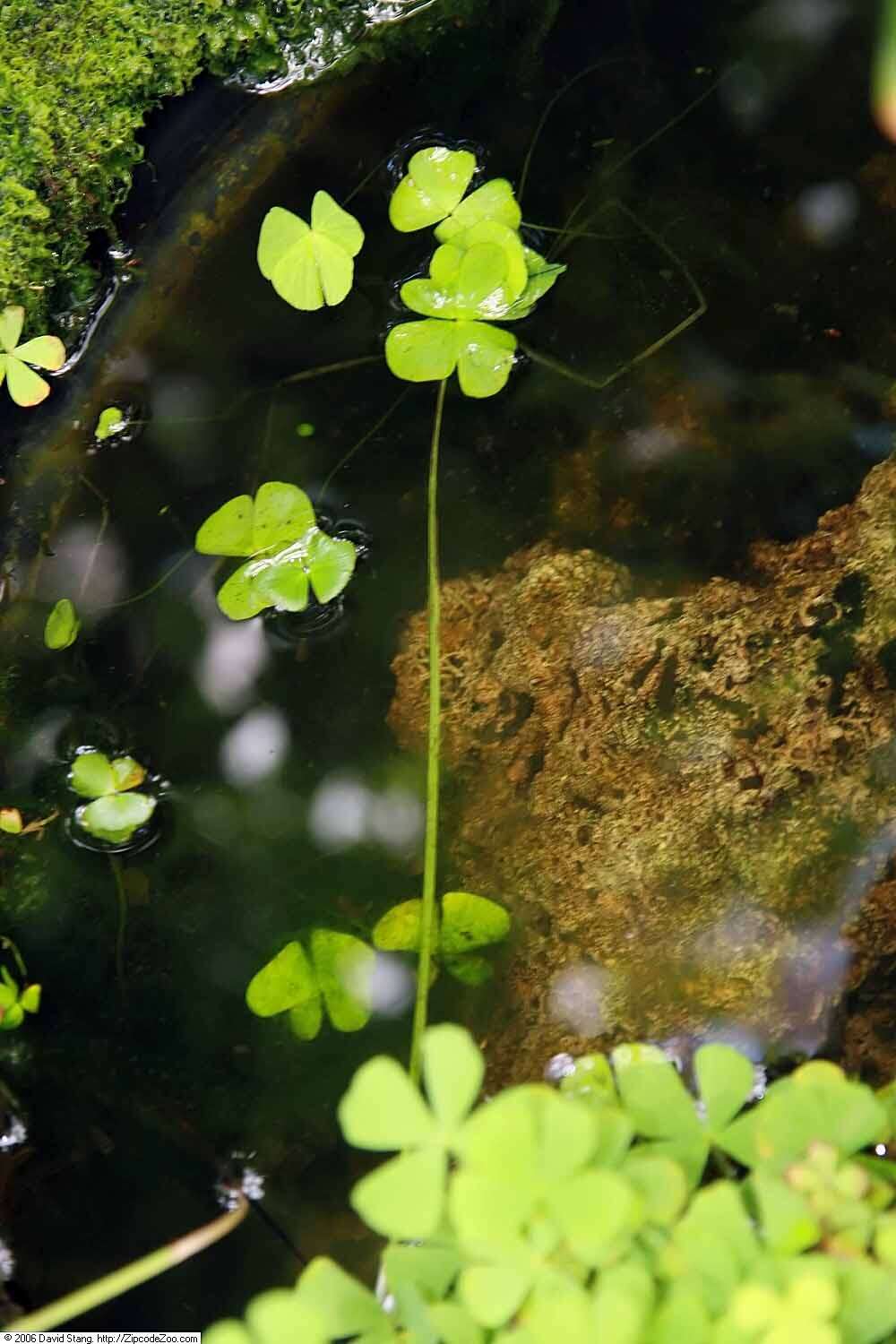 Plancia ëd Marsilea villosa Kaulf.