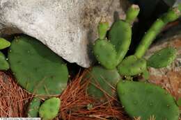 Image of Eastern Prickly Pear