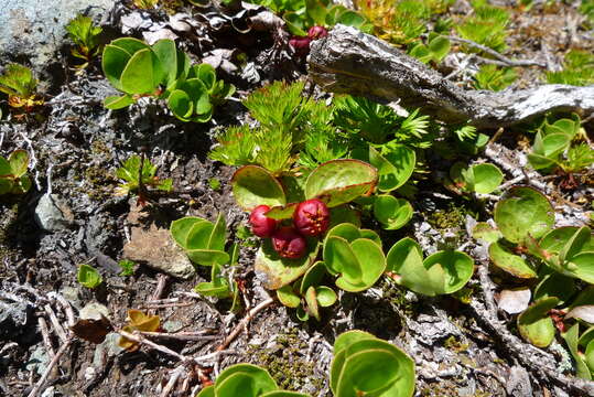 Gaultheria humifusa (R. Grah.) Rydb. resmi