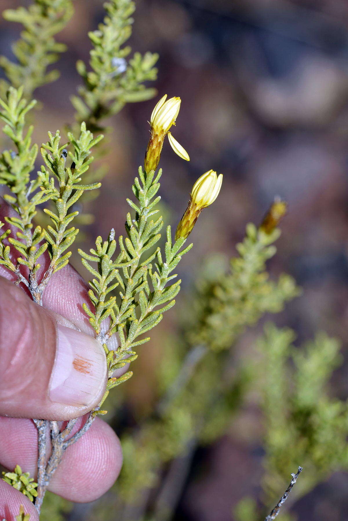 Plancia ëd Oedera sedifolia (DC.) A. A. Anderberg & K. Bremer