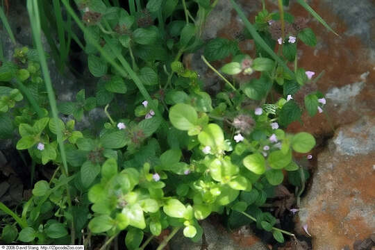 Image of wild basil