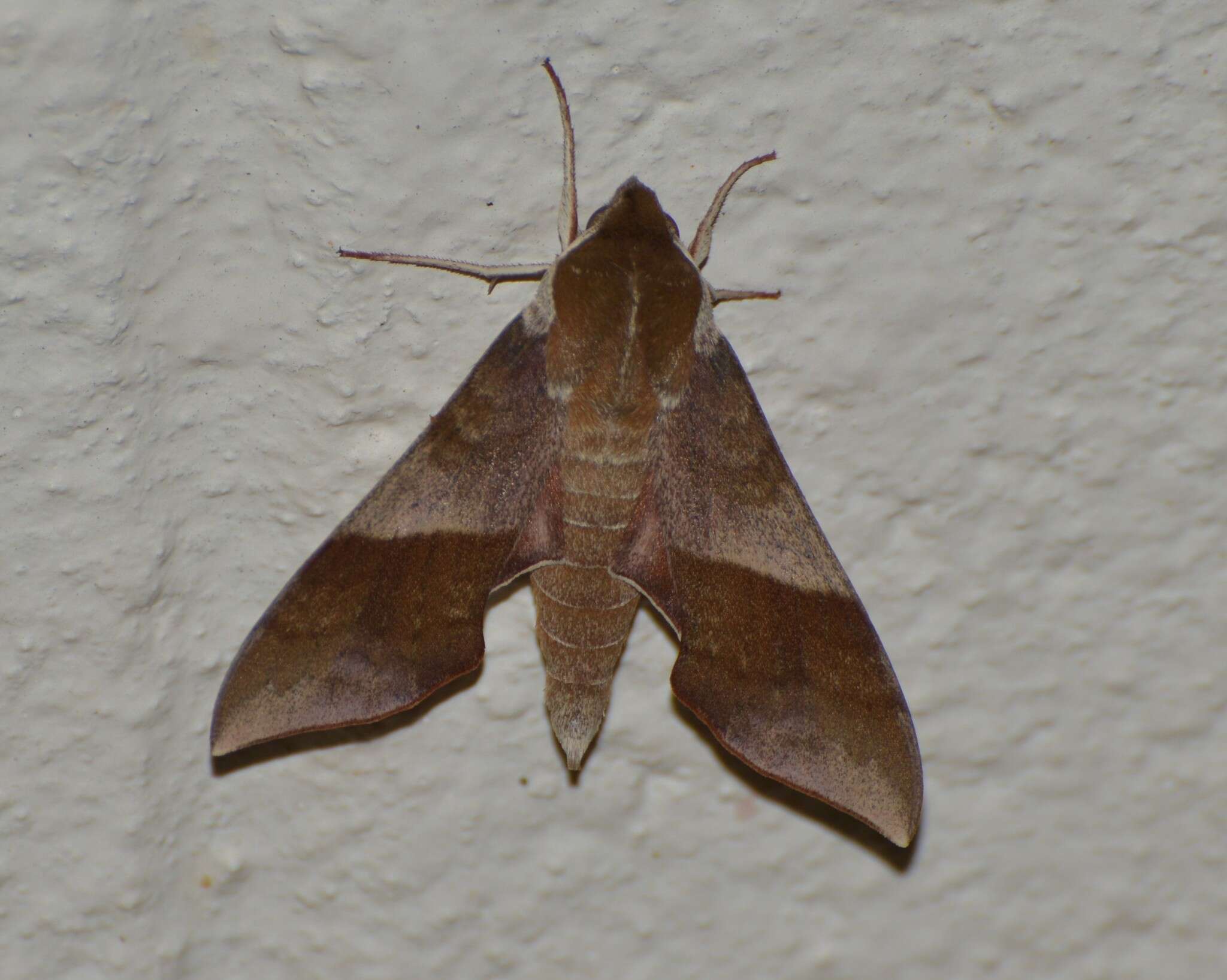 Image of Azalea Sphinx