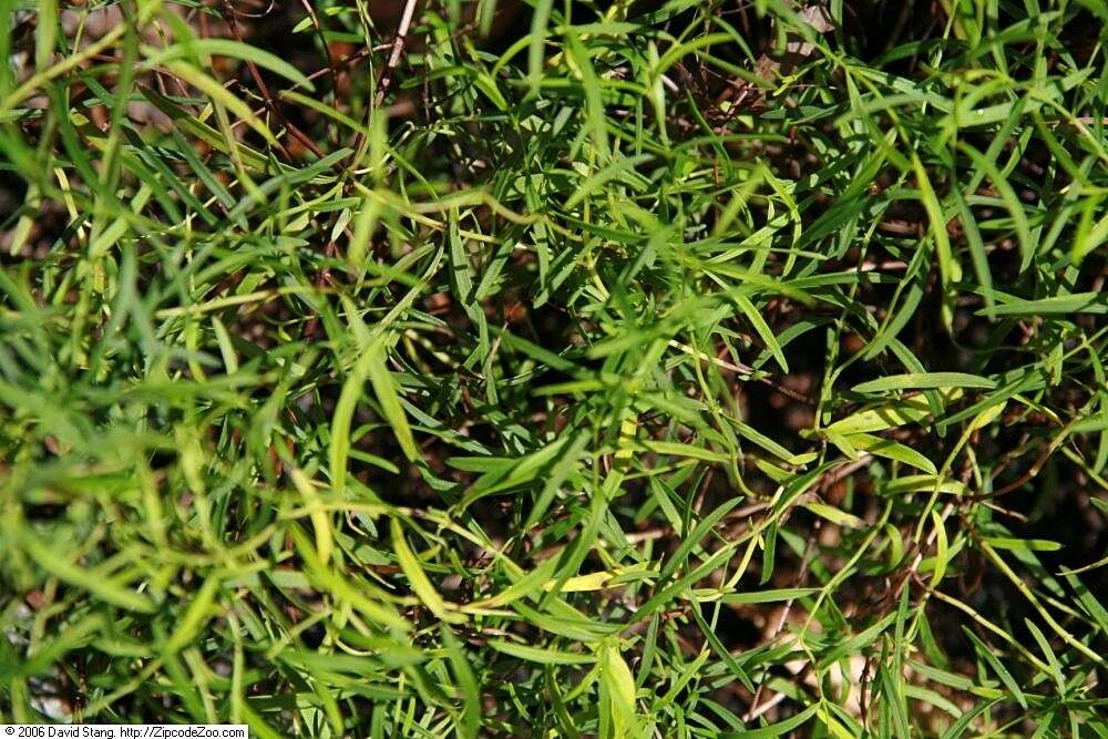 Image of narrowleaf mountainmint