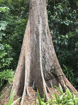 Image of Terminalia subspathulata King