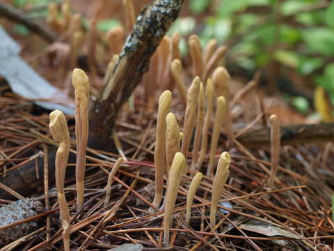 صورة Clavariadelphus ligula (Schaeff.) Donk 1933