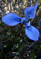 Image of Moraea tripetala subsp. tripetala