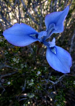 Image of Moraea tripetala subsp. tripetala