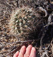 صورة Sclerocactus glaucus (K. Schum.) L. D. Benson