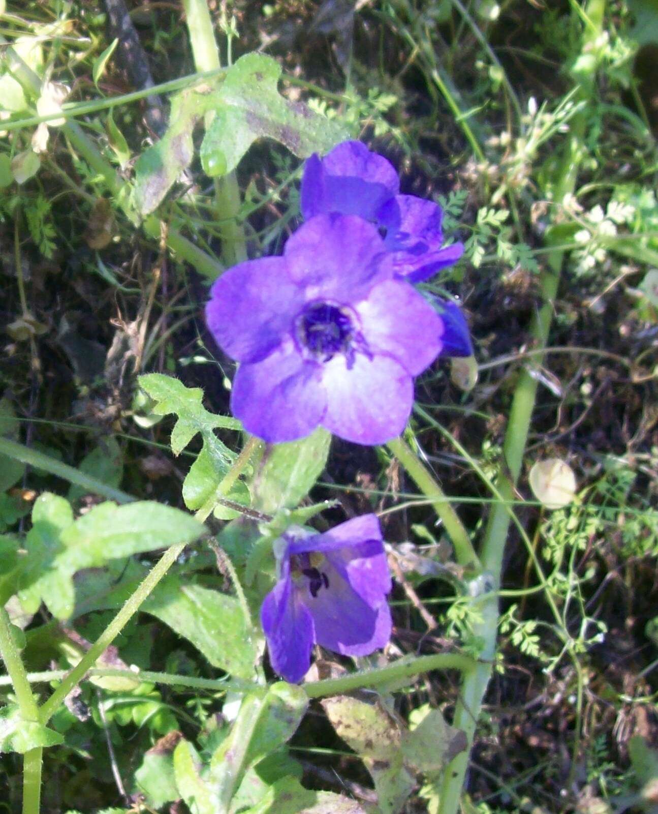 Image of blue fiestaflower