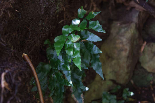 Image of Asplenium macrosorum Bertero