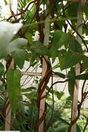 Image of coral-pea