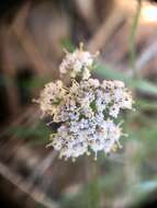 Image of Geyer's biscuitroot