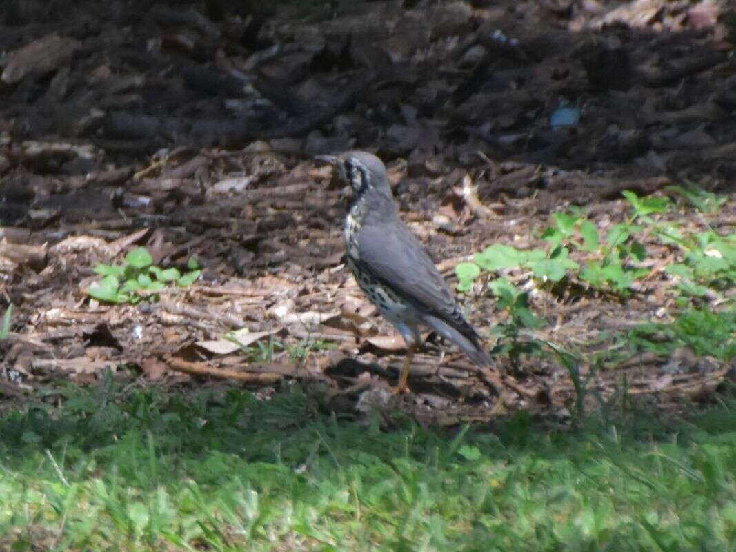 Image of Turdus litsitsirupa litsitsirupa (Smith & A 1836)