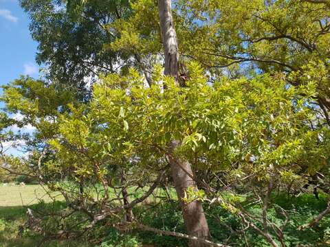 Image de Combretum erythrophyllum (Burch.) Sond.